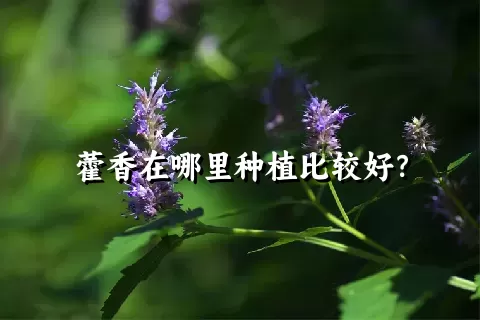 藿香在哪里种植比较好？