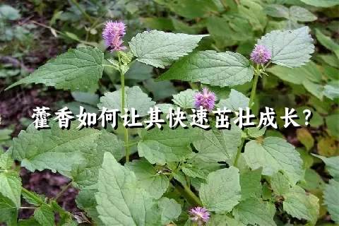 藿香如何让其快速茁壮成长？