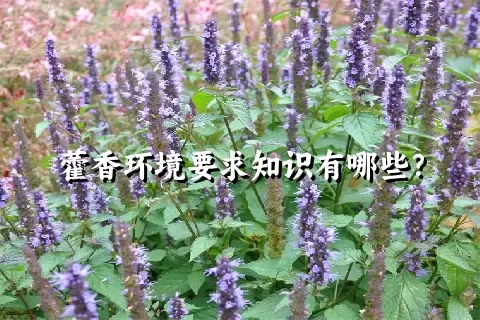 藿香环境要求知识有哪些？