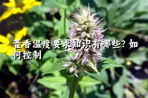 藿香温度要求知识有哪些？如何控制