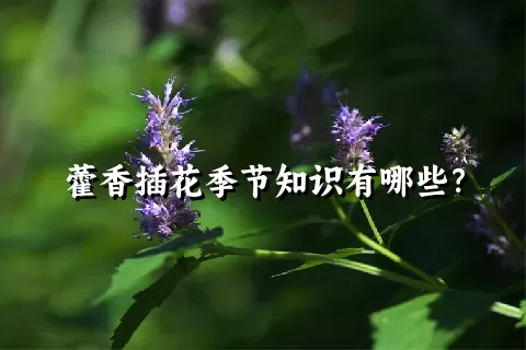 藿香插花季节知识有哪些？