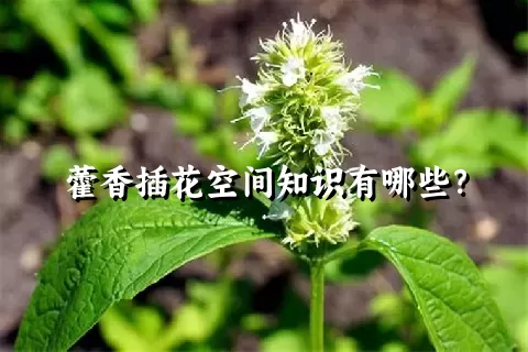 藿香插花空间知识有哪些？