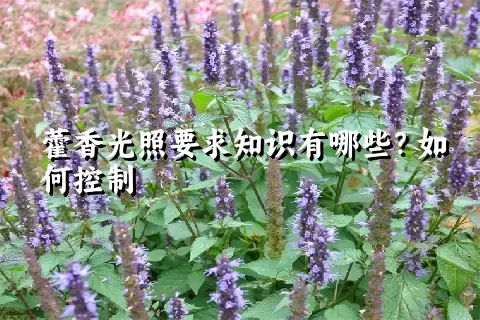 藿香光照要求知识有哪些？如何控制