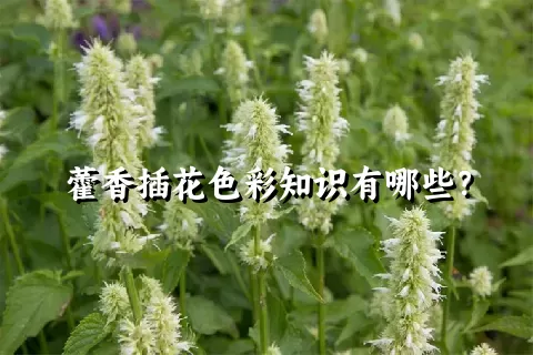 藿香插花色彩知识有哪些？