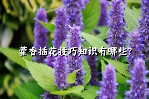 藿香插花技巧知识有哪些？