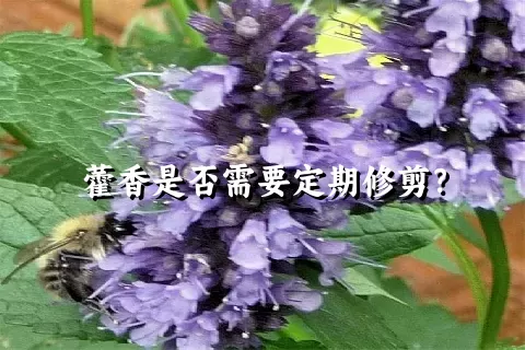 藿香是否需要定期修剪？