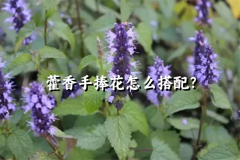 藿香手捧花怎么搭配？