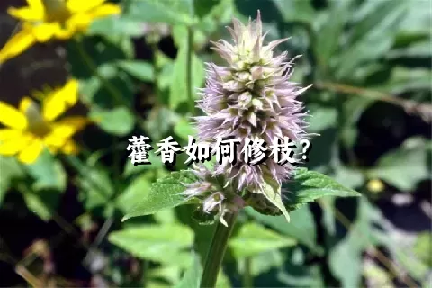 藿香如何修枝？