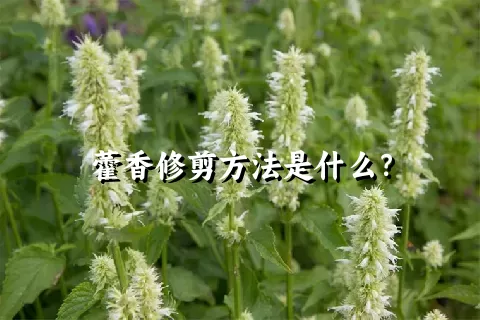 藿香修剪方法是什么？