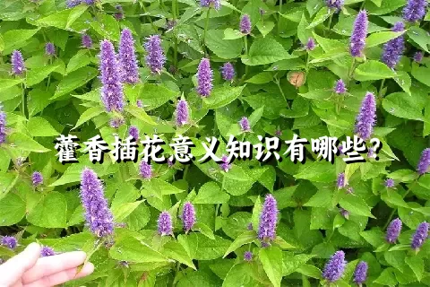 藿香插花意义知识有哪些？