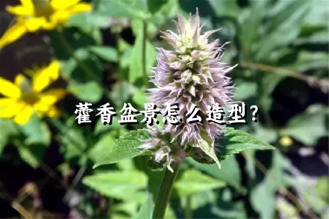 藿香盆景怎么造型？