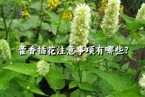 藿香插花注意事项有哪些？