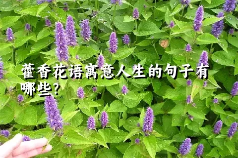 藿香花语寓意人生的句子有哪些？