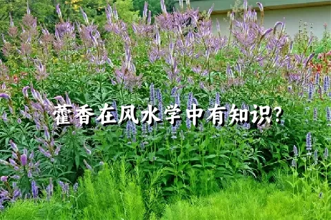 藿香在风水学中有知识？