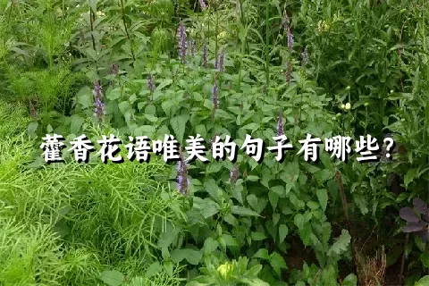 藿香花语唯美的句子有哪些？