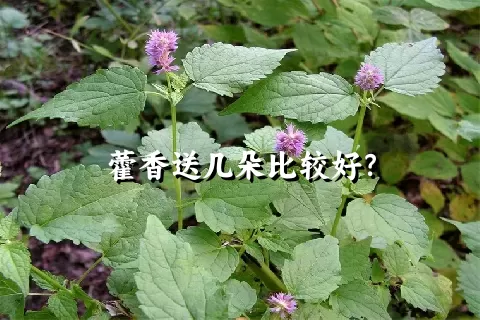 藿香送几朵比较好？