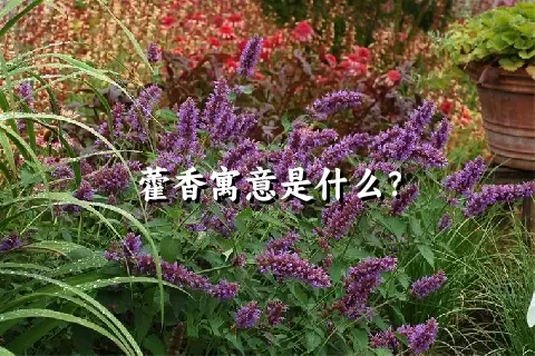 藿香寓意是什么？