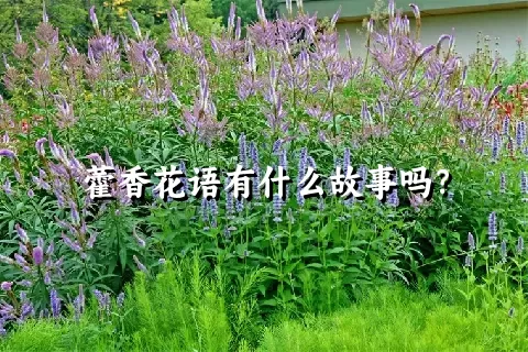 藿香花语有什么故事吗？