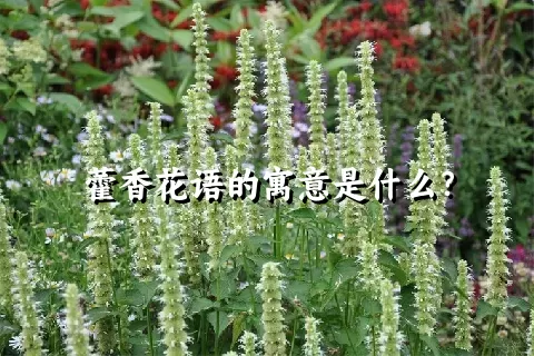 藿香花语的寓意是什么？