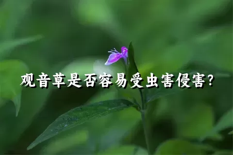 观音草是否容易受虫害侵害？