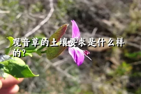 观音草的土壤要求是什么样的？