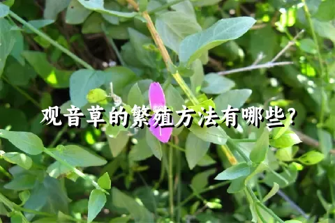 观音草的繁殖方法有哪些？