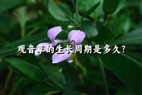 观音草的生长周期是多久？