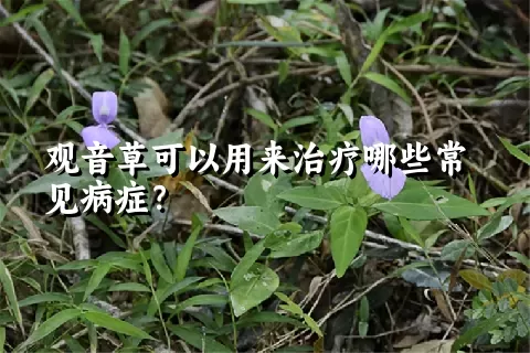 观音草可以用来治疗哪些常见病症？