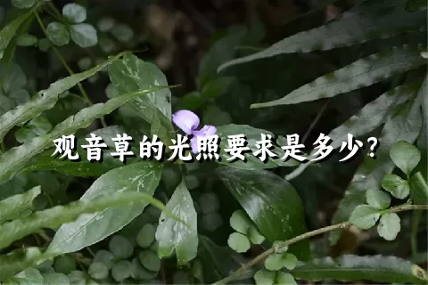 观音草的光照要求是多少？