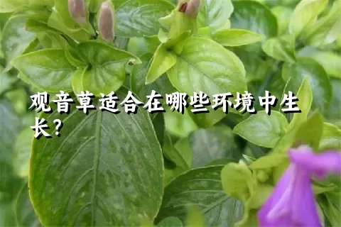 观音草适合在哪些环境中生长？