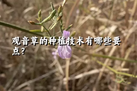 观音草的种植技术有哪些要点？