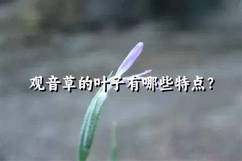 观音草的叶子有哪些特点？