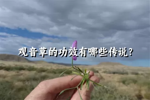 观音草的功效有哪些传说？