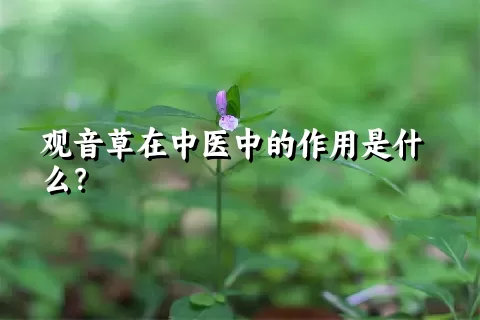 观音草在中医中的作用是什么？