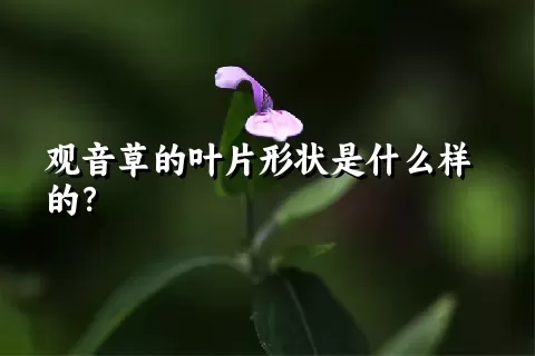 观音草的叶片形状是什么样的？