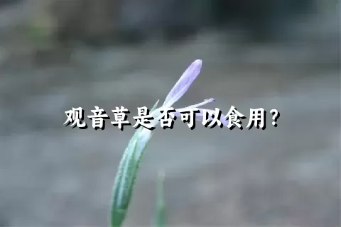 观音草是否可以食用？