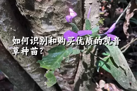 如何识别和购买优质的观音草种苗？