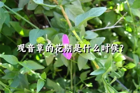 观音草的花期是什么时候？