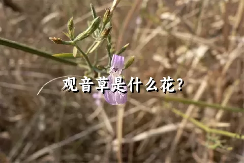 观音草是什么花？