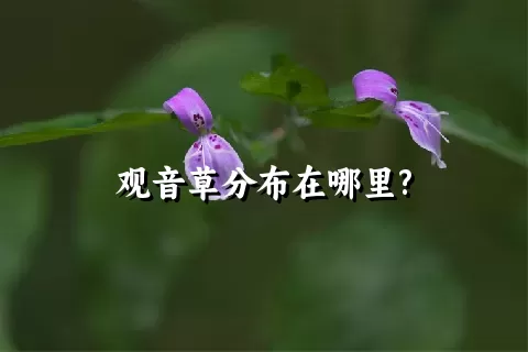 观音草分布在哪里?