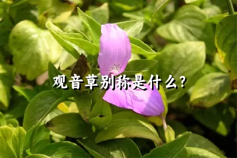 观音草别称是什么？