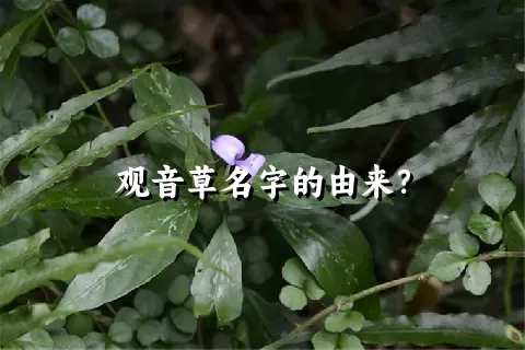 观音草名字的由来？