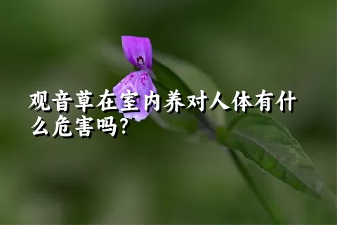 观音草在室内养对人体有什么危害吗？