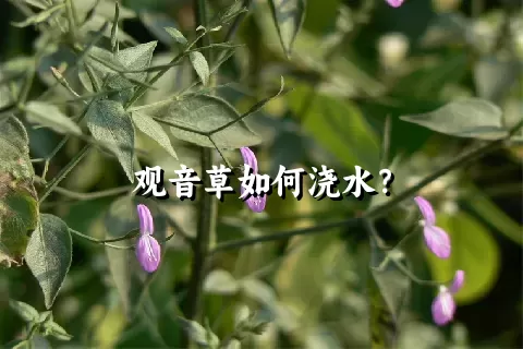 观音草如何浇水？