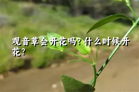 观音草会开花吗？什么时候开花？