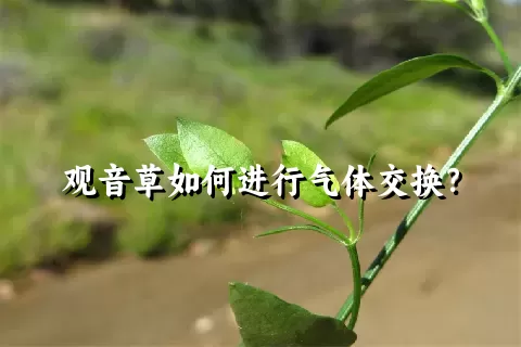 观音草如何进行气体交换？