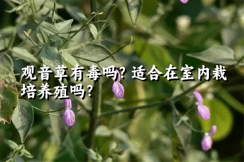 观音草有毒吗？适合在室内栽培养殖吗？