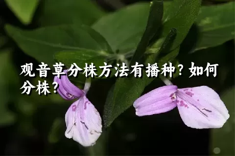 观音草分株方法有播种？如何分株？