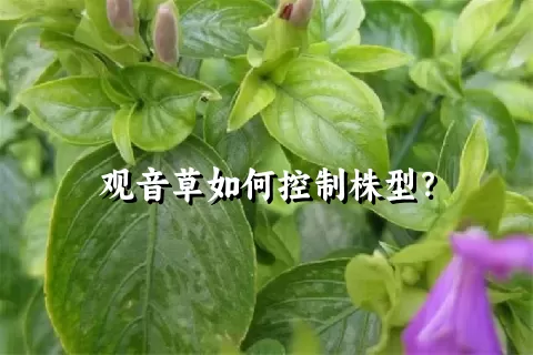 观音草如何控制株型？