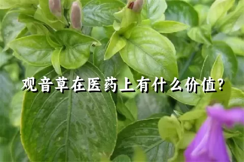 观音草在医药上有什么价值？